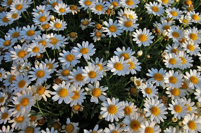white-flowers-3544743_640